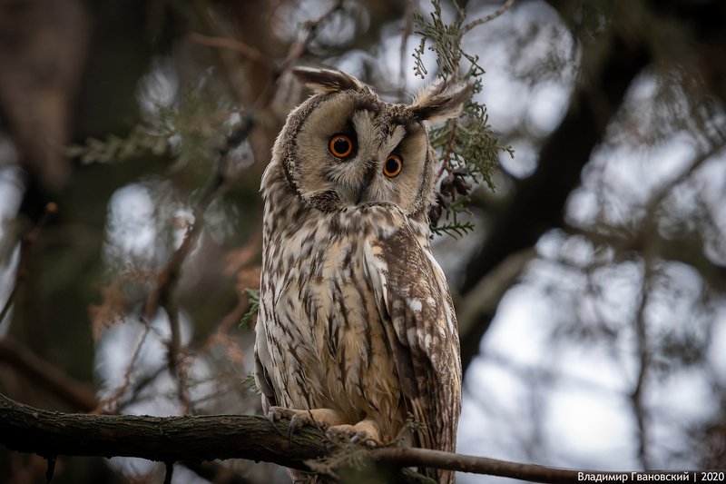 Портрет ушастой совы фото превью