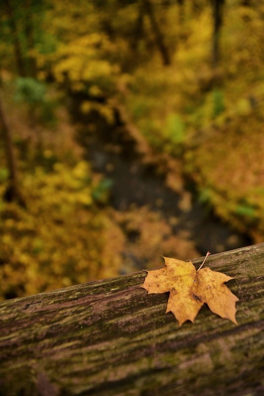 Осенний лист фото превью