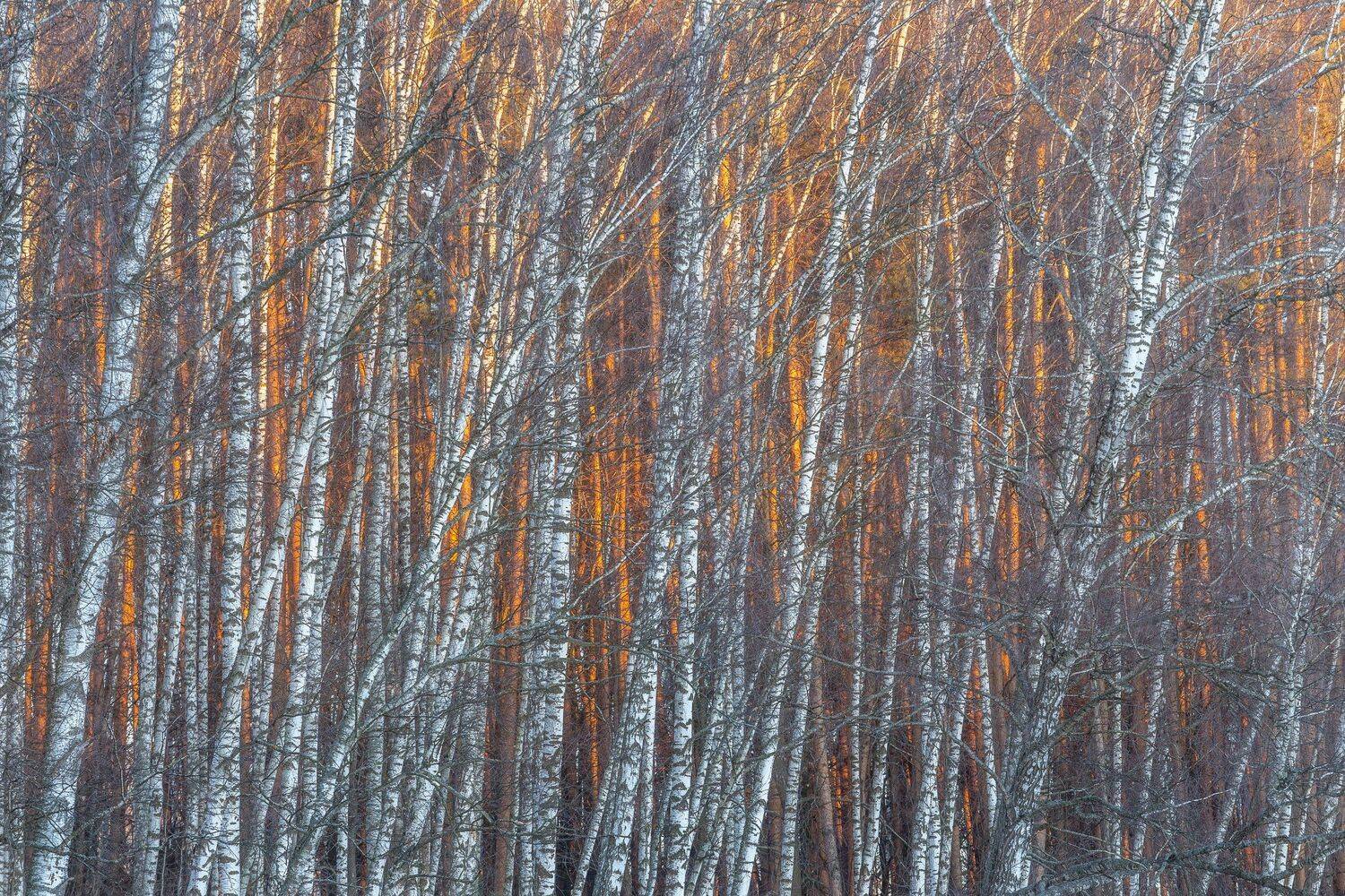 березы, природа, пейзаж, зима, Московская область, деревья, Мартыненко Дмитрий