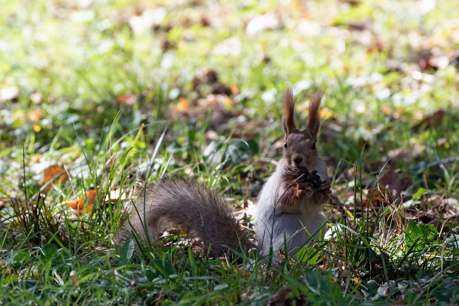 белка, с, орехом, фундук, Алексей Рыльский