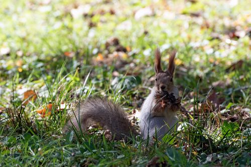 Белкины заготовки