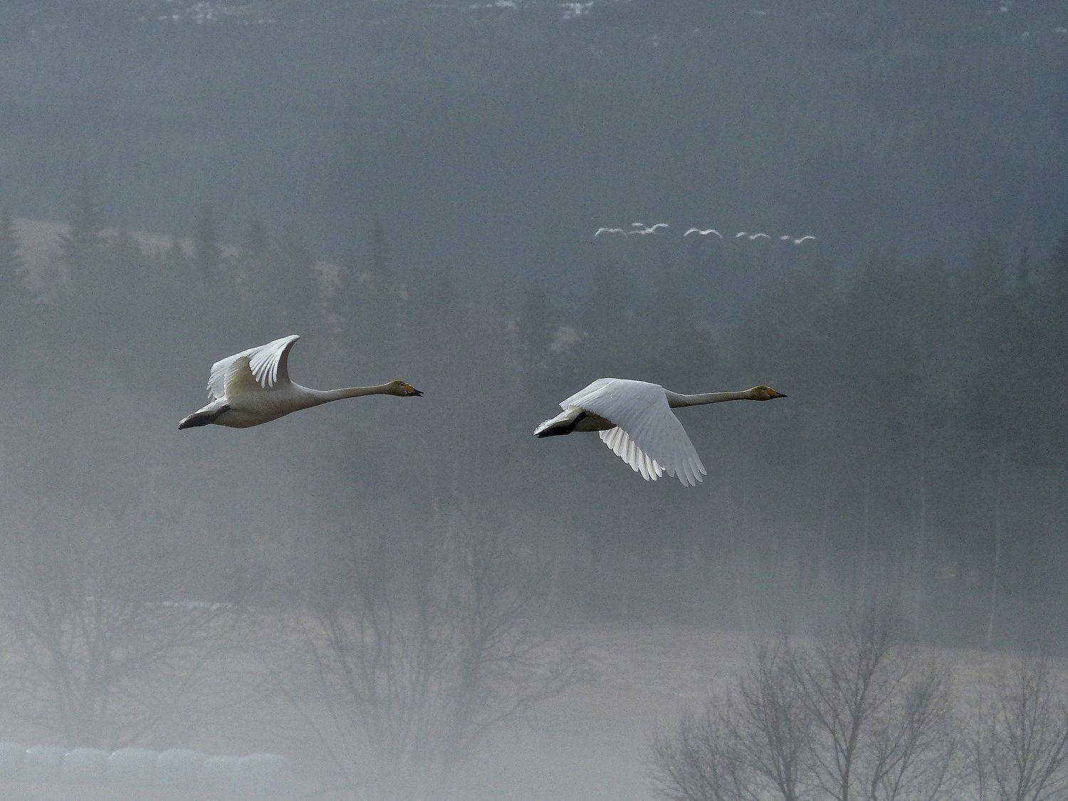 animals, birds, swan, nature, fog, landscape, Norway, white, forest, , Svetlana Povarova Ree