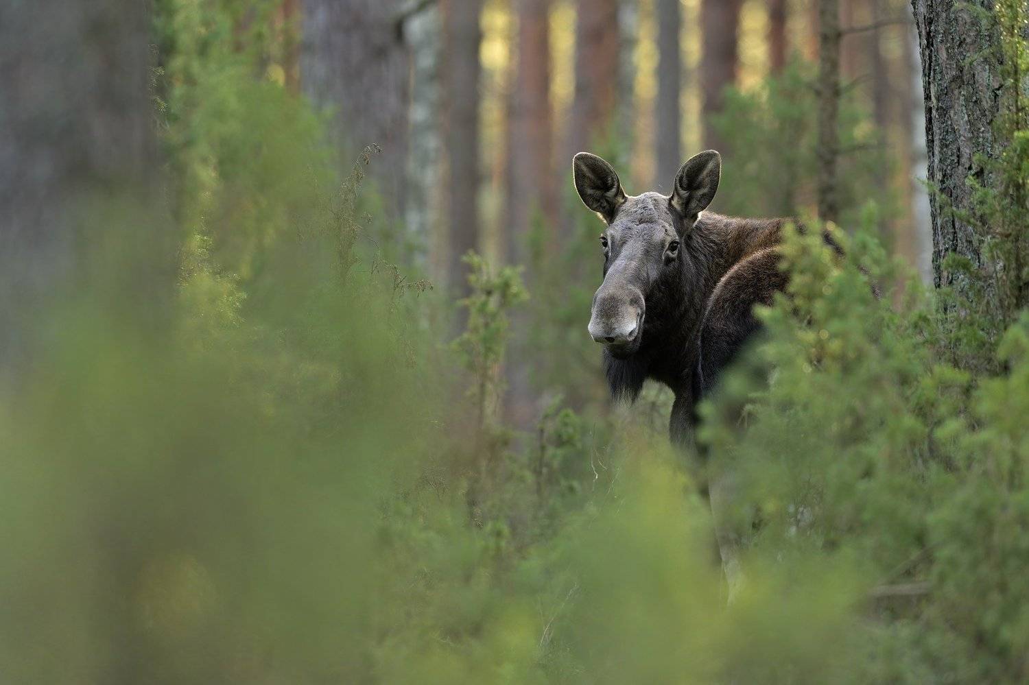 wildlife, moose, elk, poland, nature,, Ľubom&iacute;r Nov&aacute;k ٿ