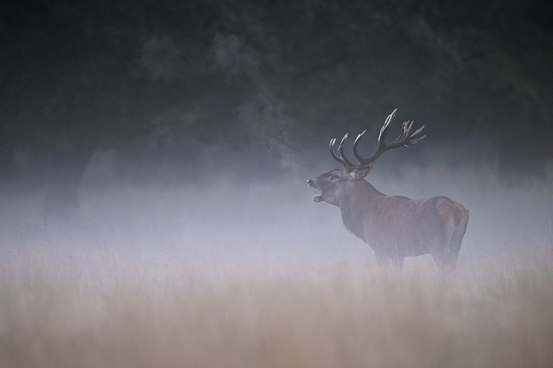red deer, cervus elaphus, nature, king Foggy morning фото превью