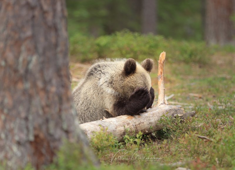 1,2,3,4,5, кто не спрятался, я не виноват ... фото превью