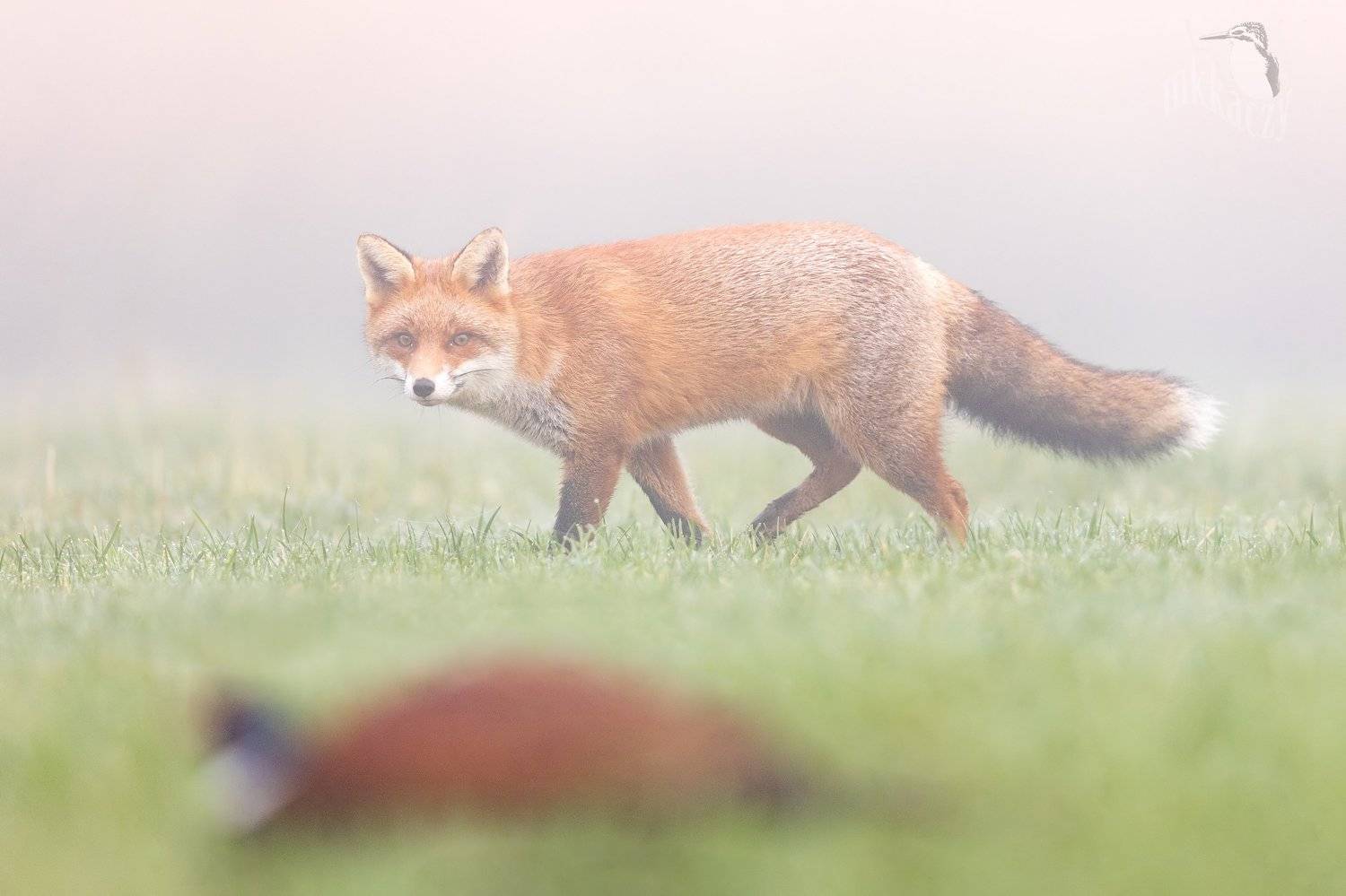 , Marcin Kaczmarkiewicz