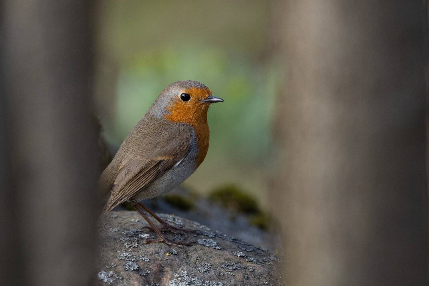 , Курлянцев Алексей