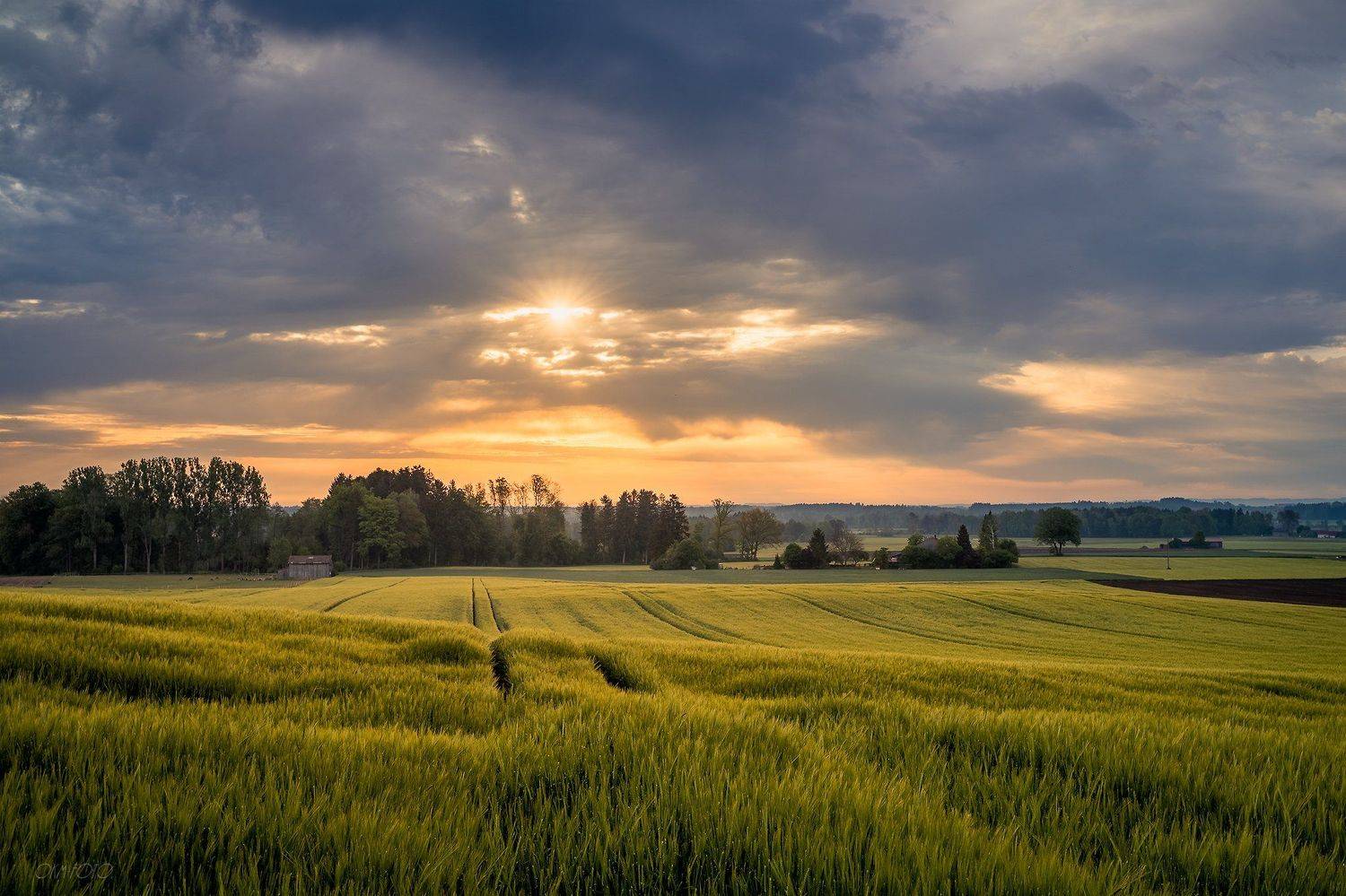 лето, утро, поле, солнце, облака, Олег Мильбергер