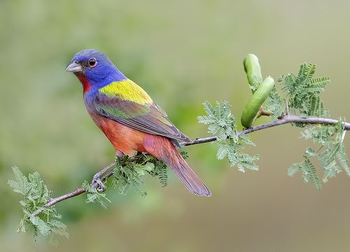 Painted bunting - Расписной овсянковый кардинал