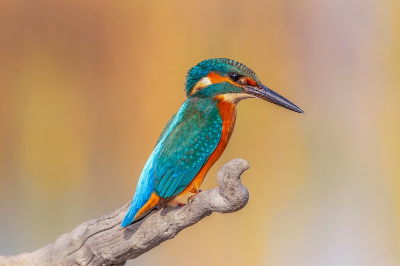 Kingfisher.... фото превью