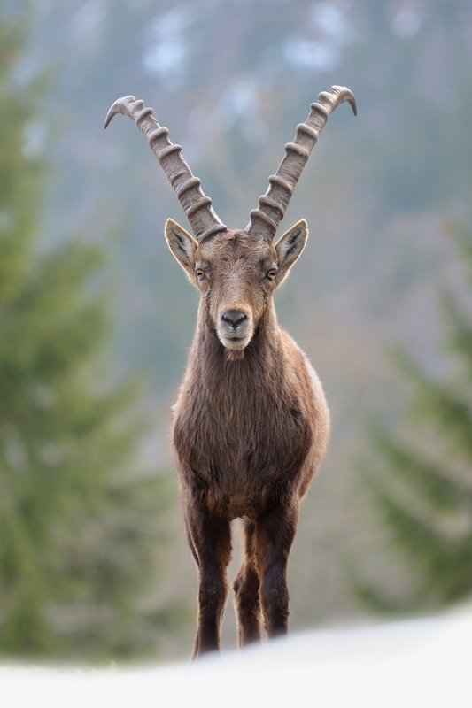 Alpine ibex фото превью
