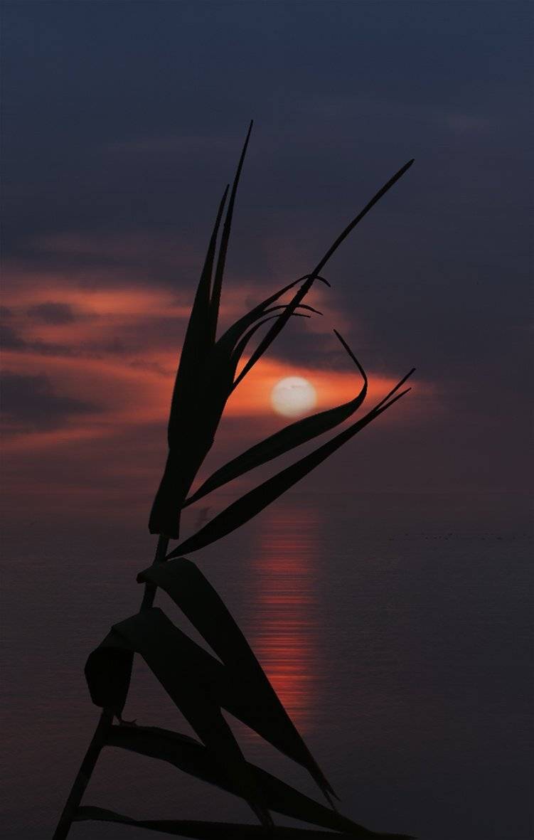 , T. Bondarenko