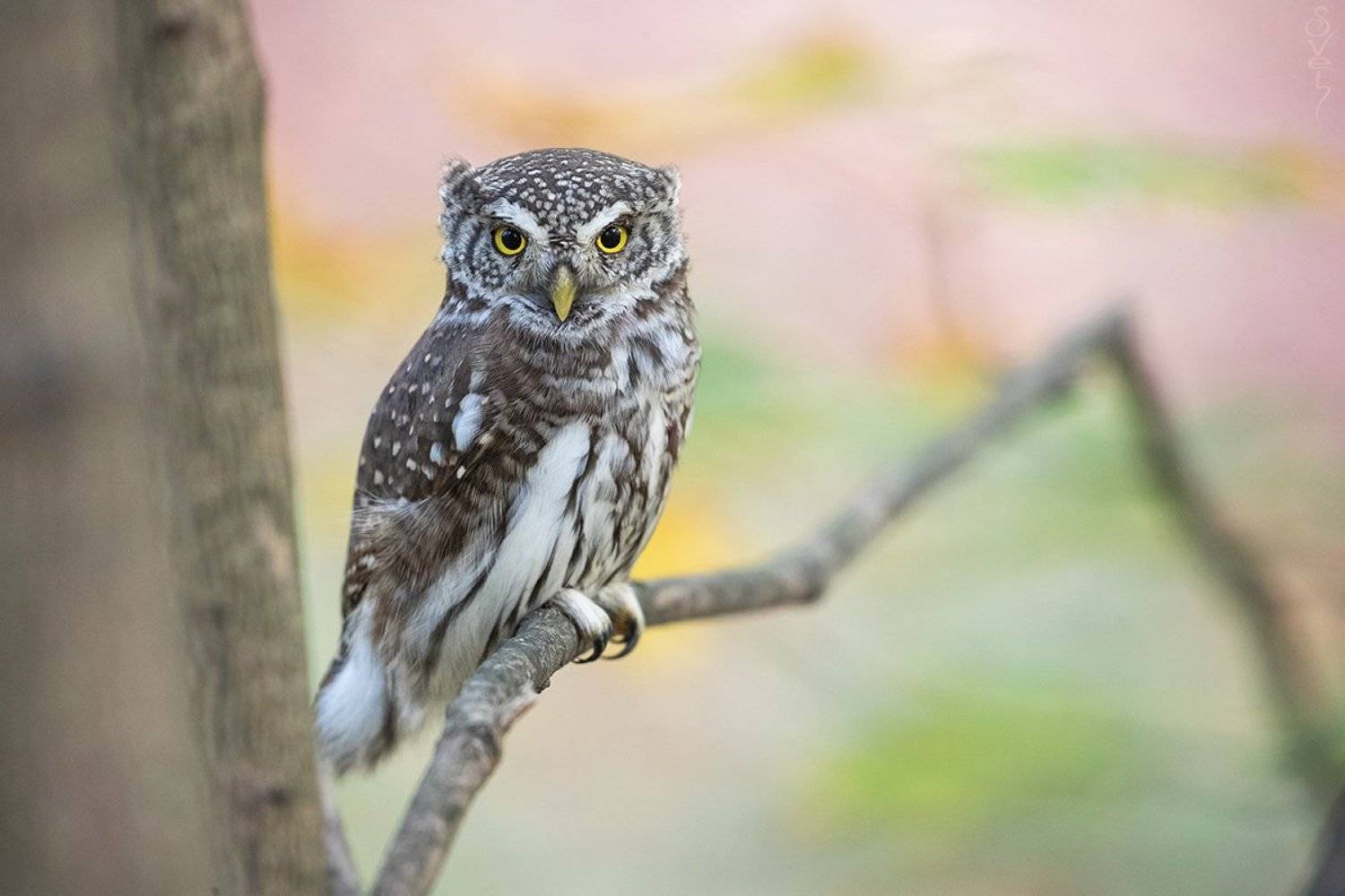 воробьиный сыч, Байбекова Светлана