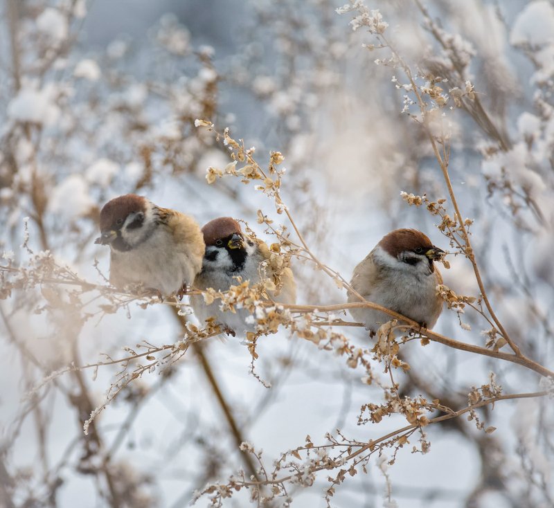 птица, воробей, воробушки.. фото превью