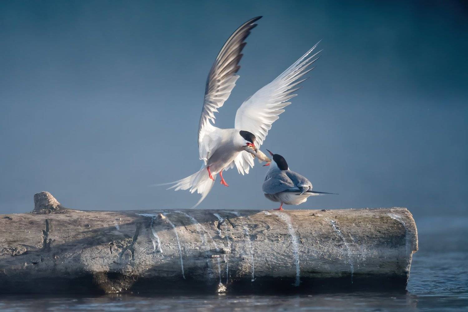 крачка речная, Sterna hirundo, обыкновенная крачка, брачный ритуал, ухаживания птиц, презент, подарок, принц, белые крылья, птица в полёте, романтика, красивый момент, нежные чувства, светлый, туман, Москва река, птицы Одинцовского края, Одинцовский округ, Ксения Соварцева