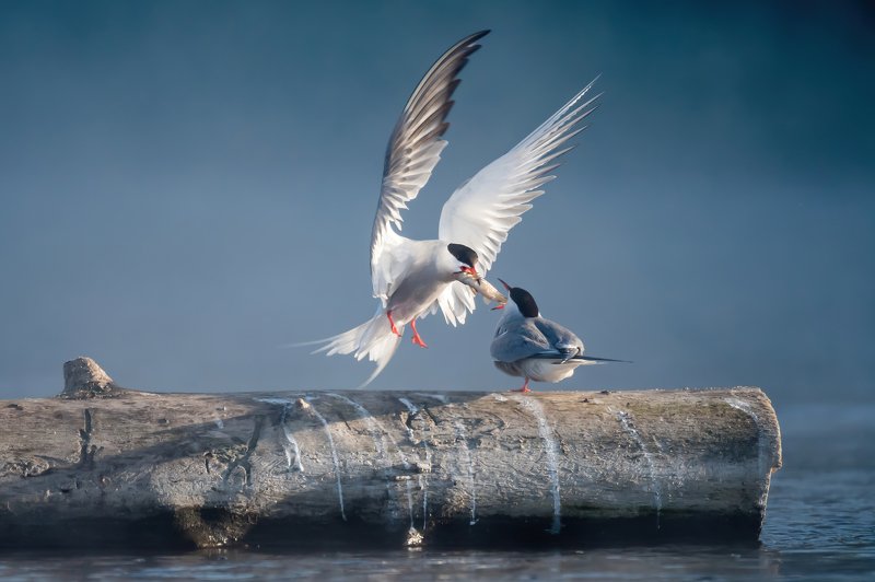 крачка речная, Sterna hirundo, обыкновенная крачка, брачный ритуал, ухаживания птиц, презент, подарок, принц, белые крылья, птица в полёте, романтика, красивый момент, нежные чувства, светлый, туман, Москва река, птицы Одинцовского края, Одинцовский округ Принц с белыми крыльями фото превью