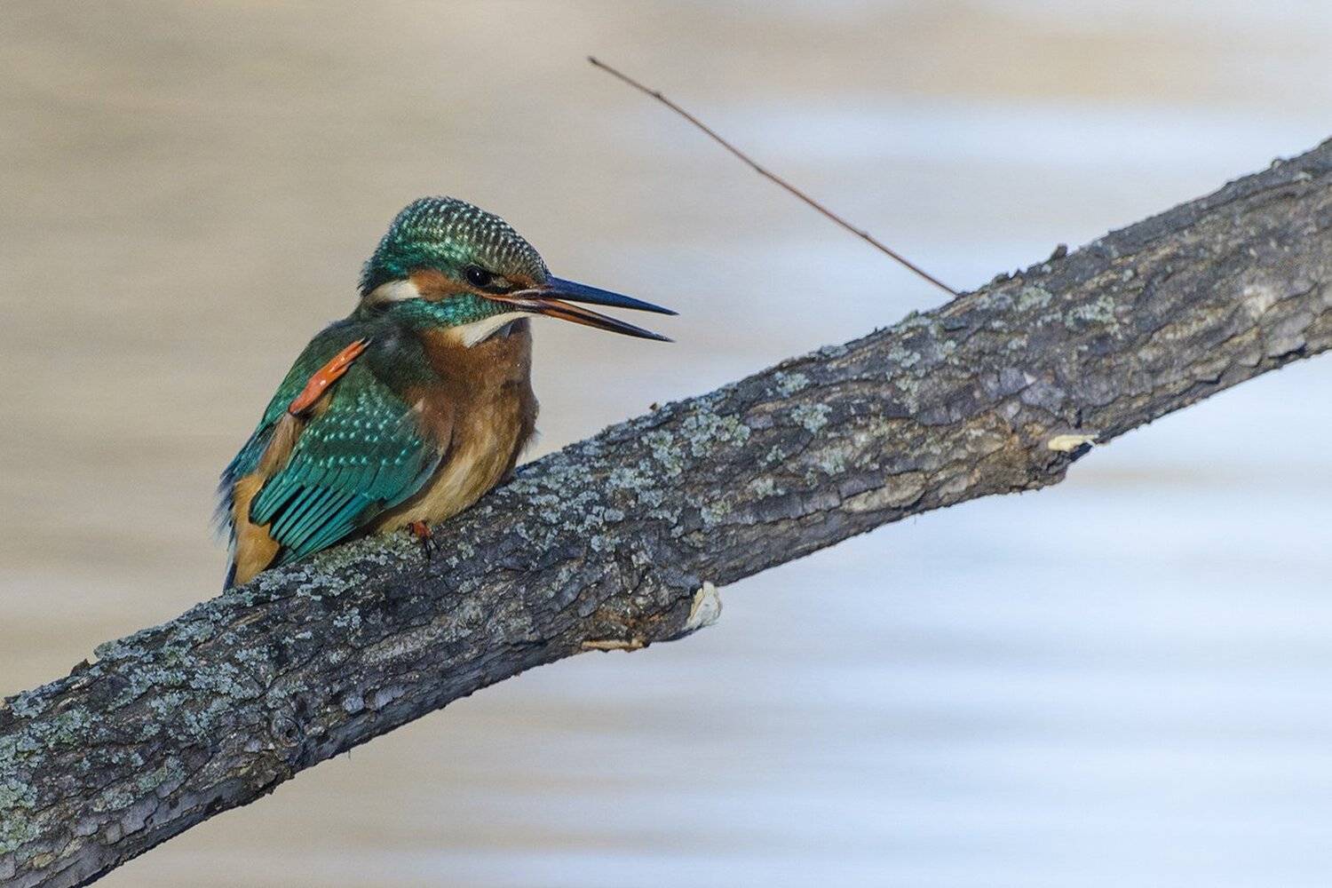 птица, зимородок, Михаил Агеев