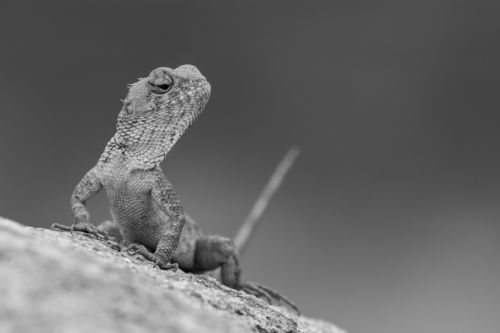 Oriental Garden lizard