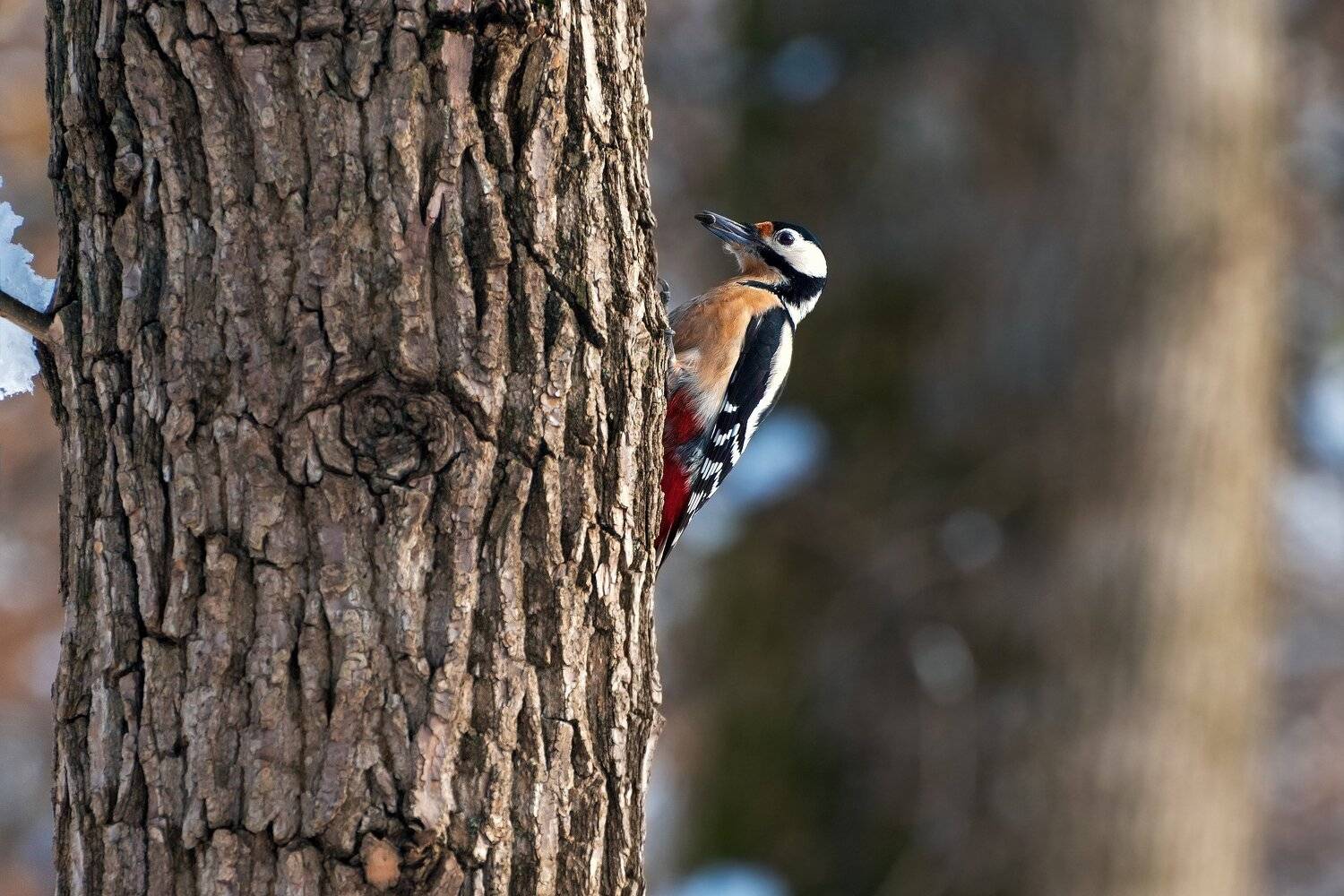 пестрый дятел, Алексей Рыльский