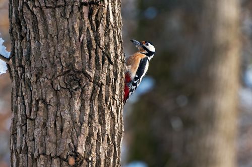 Декабрь, первый день к приросту