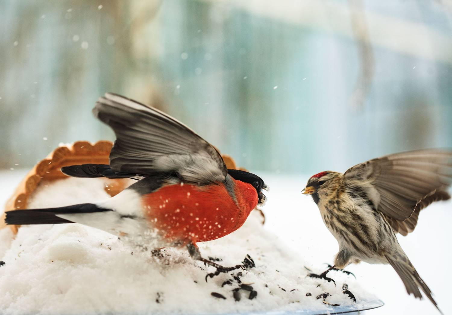 , Лариса Лофицкая