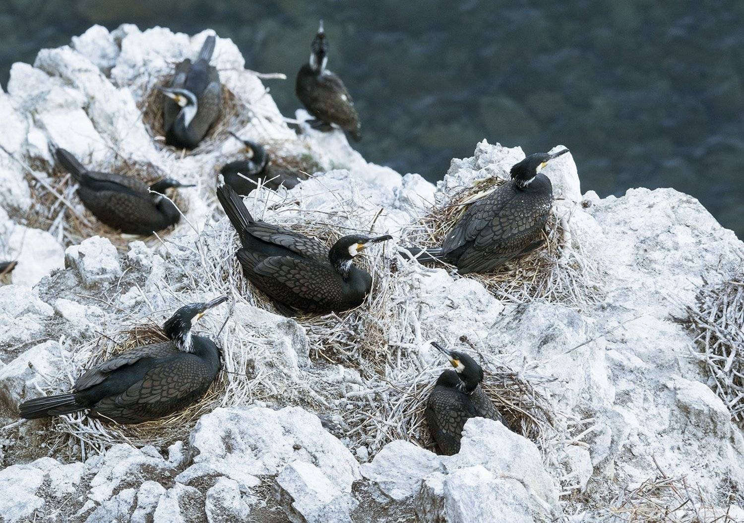 Большой баклан птицы Байкал, Андрей Таничев