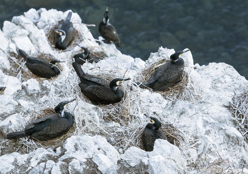 Большой баклан птицы Байкал Наседки фото превью