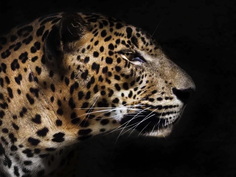 #Leopard; #animal #pantheratigris Head Shot фото превью