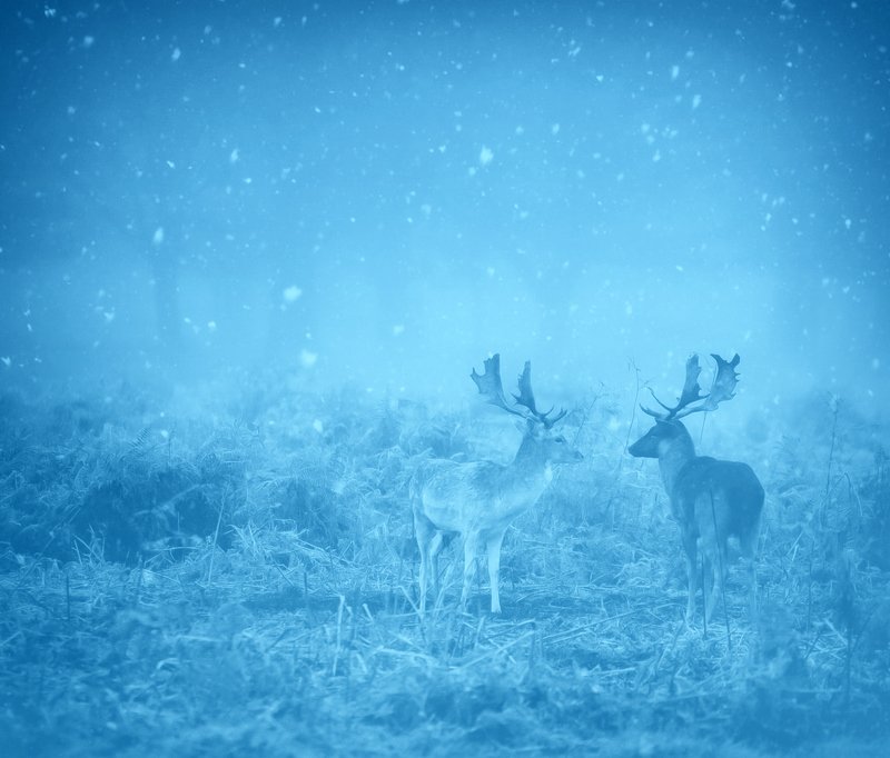 Merry Christmas Everyone !!! фото превью