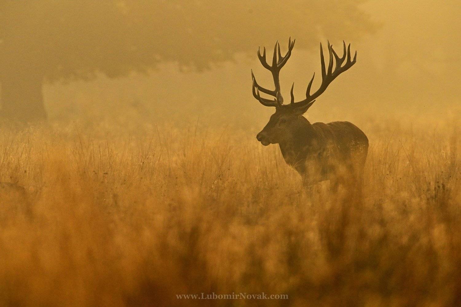 red deer, cervus elaphus, nature, king, Ľubom&iacute;r Nov&aacute;k ٿ