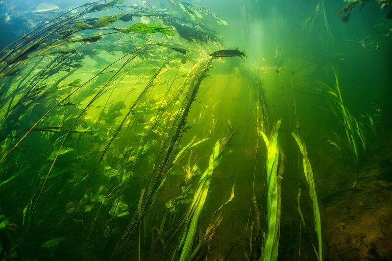 река, щука, рыба, подводный мир, подводные обитатели, пресная вода, Россия, водоросли В зелени реки фото превью