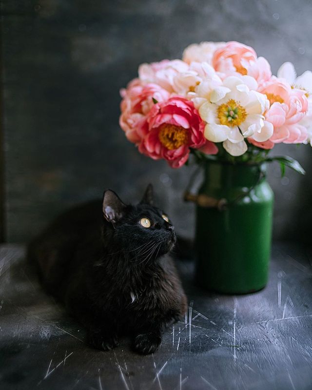 лето, пионы, свет, розовый, желтый, букет  фото превью