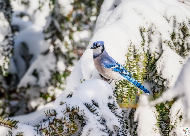 Blue Jay in Snow фото превью
