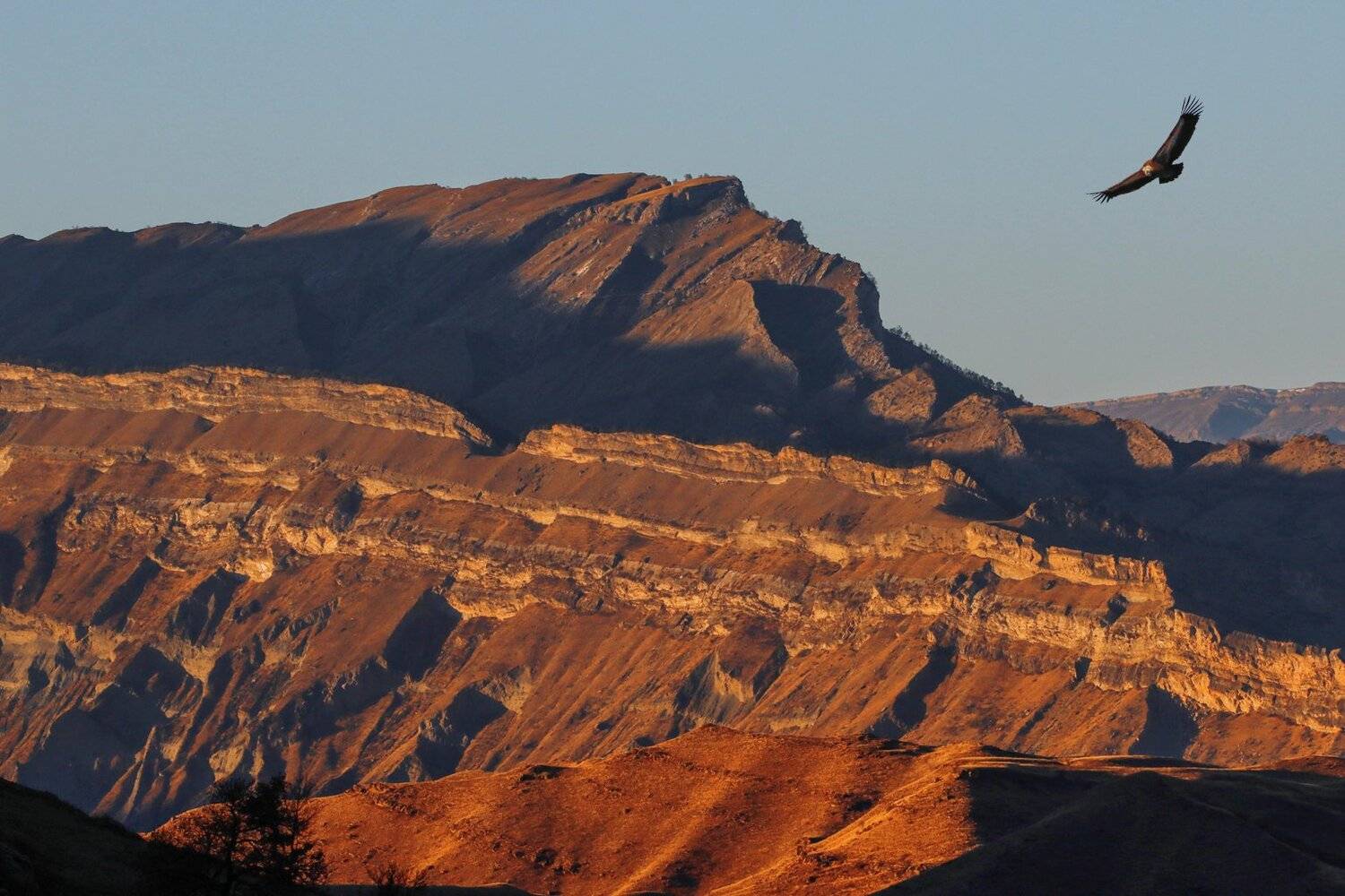 горы,гриф,вершины,пейзаж,небо,деревья,дагестан,природа,, Marat Magov