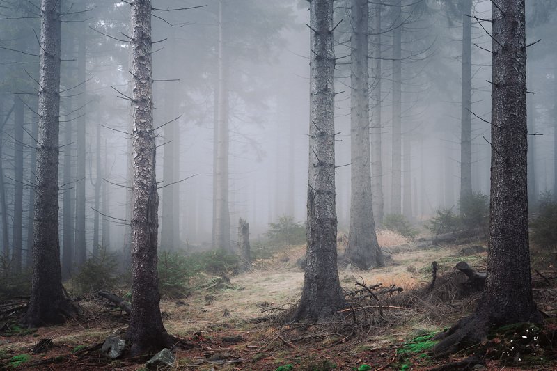 Foggy forest in the Owl Mountains фото превью