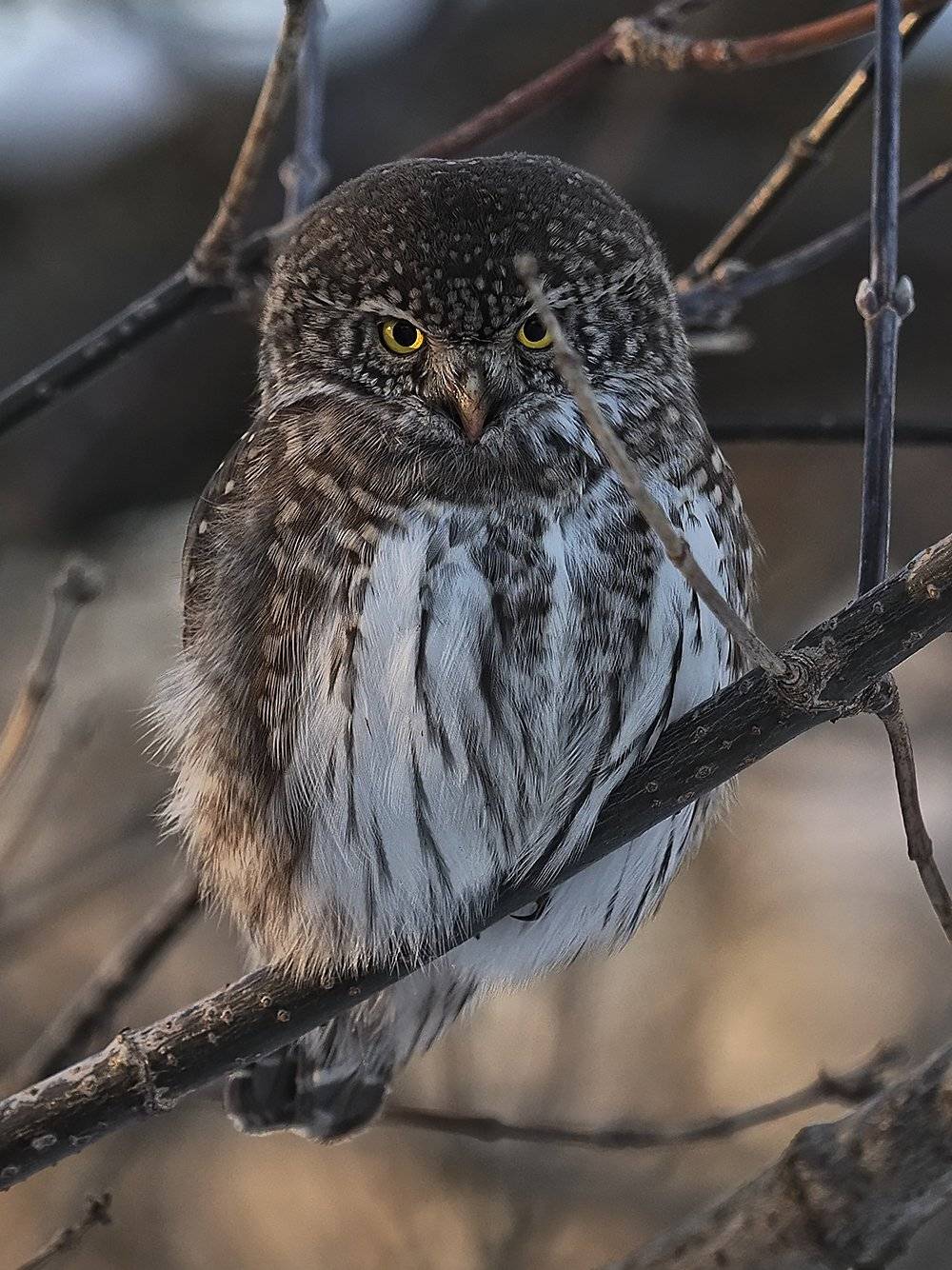 , Сергей Духанин