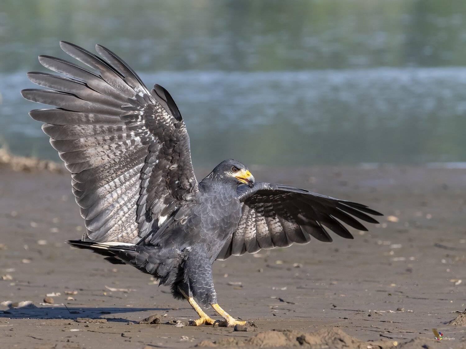 , Fernando Burgalin Sequeira