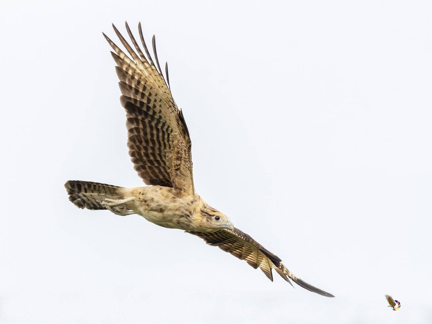 , Fernando Burgalin Sequeira