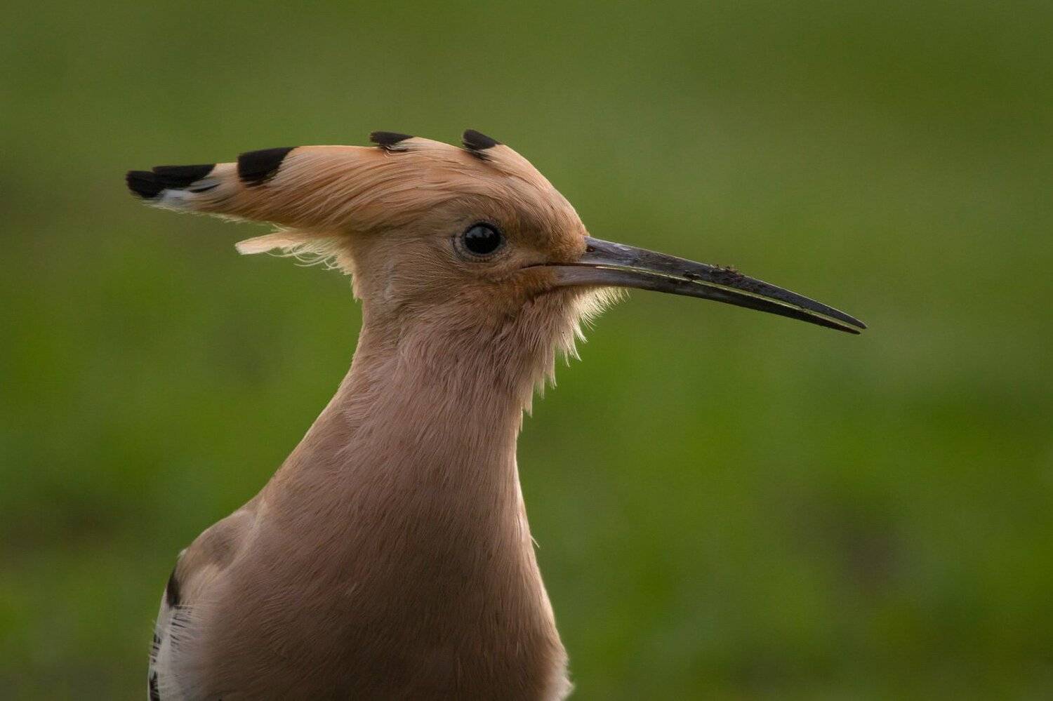 birds, upupa, wildlife, птицы, удод, Алексей Юденков