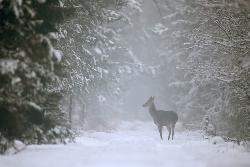red deer, wildlife, forest Merry Christmas фото превью