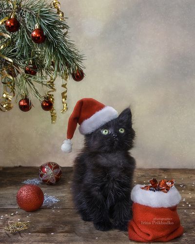 Новый Санта