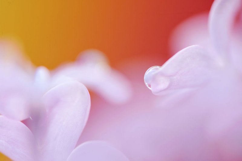 макро, цветы *** фото превью