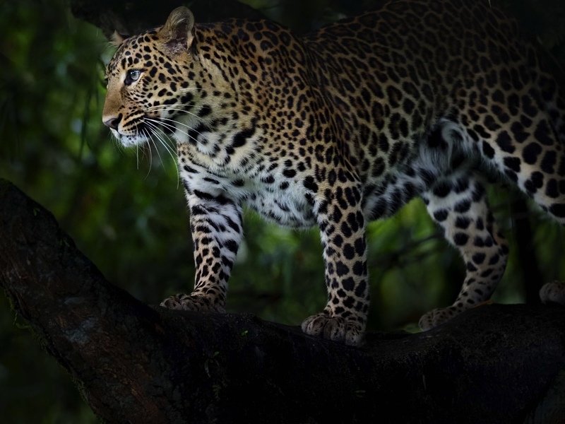 #panteratigris #leopard Observe фото превью