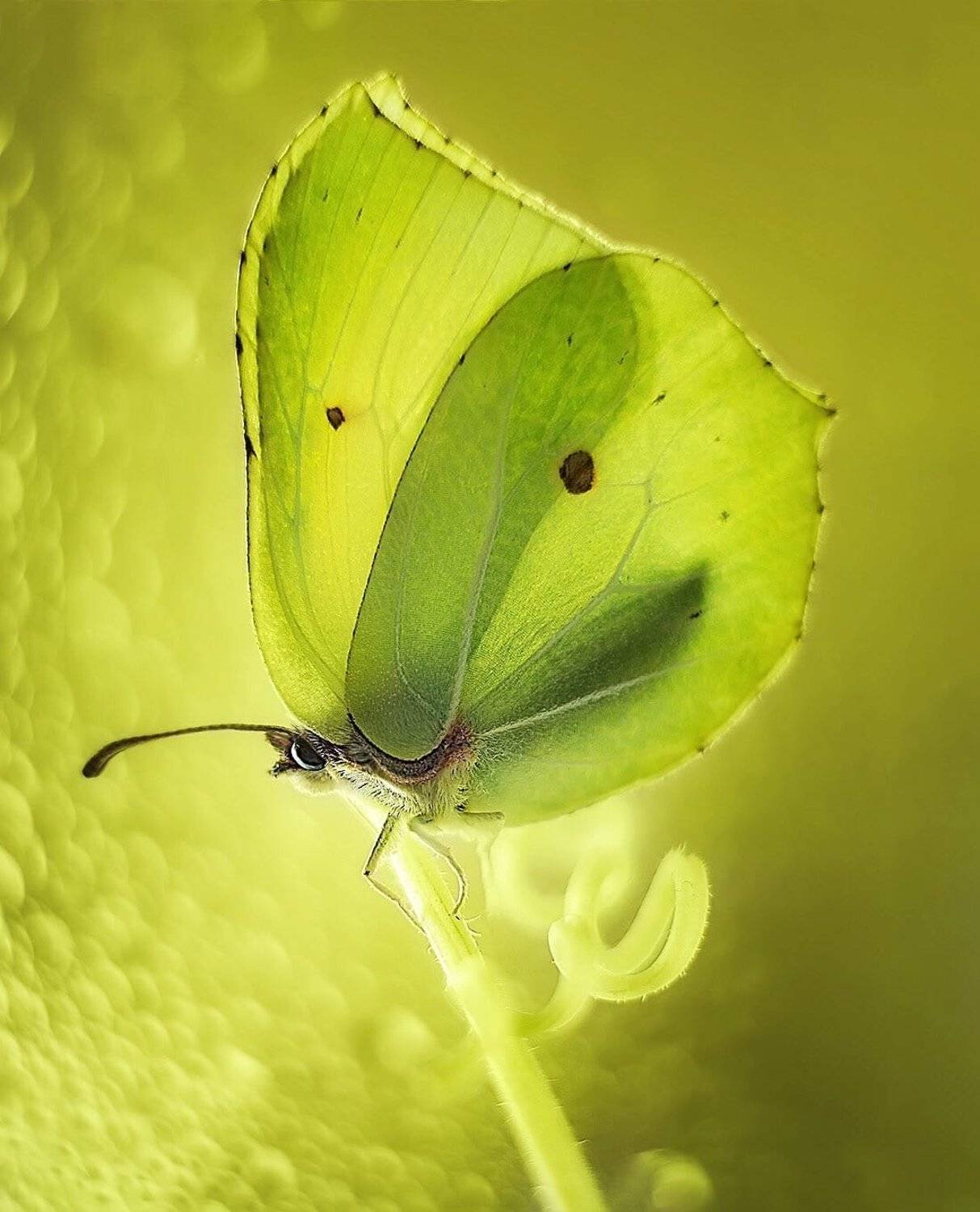 , Тарасова Ольга