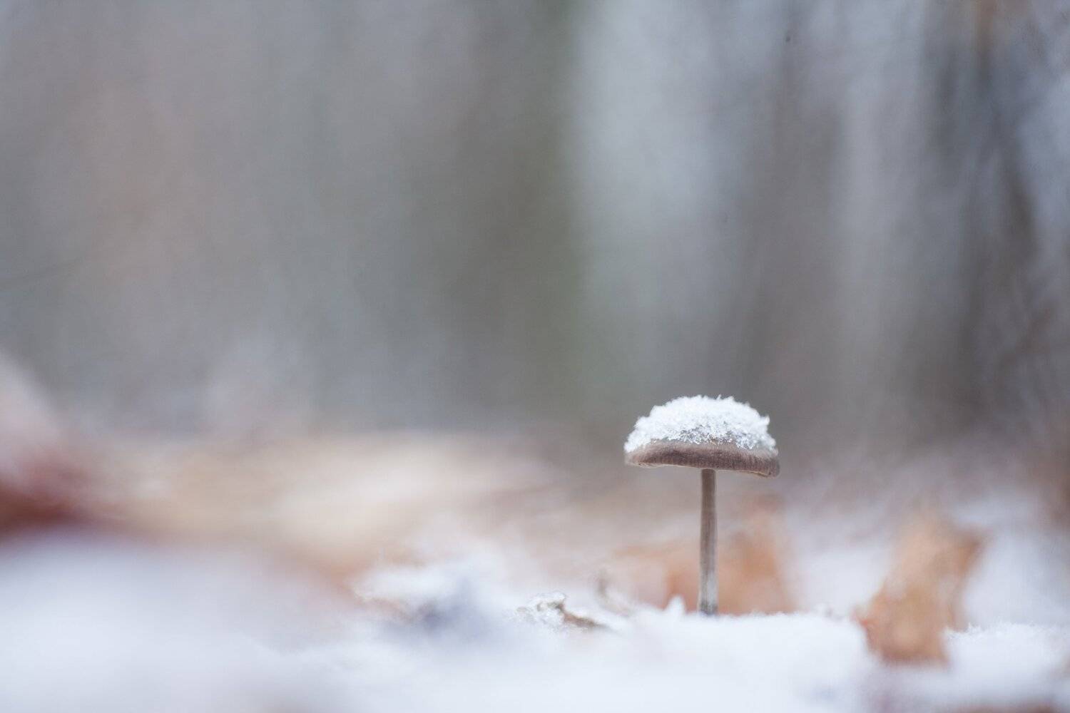 , Викулов Николай