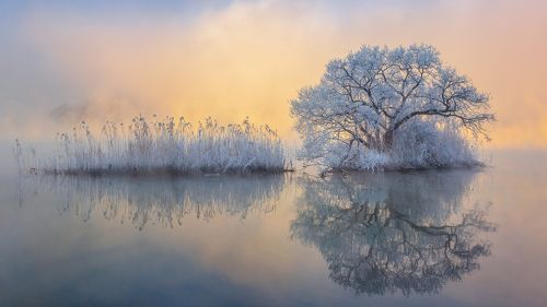 Ice tree