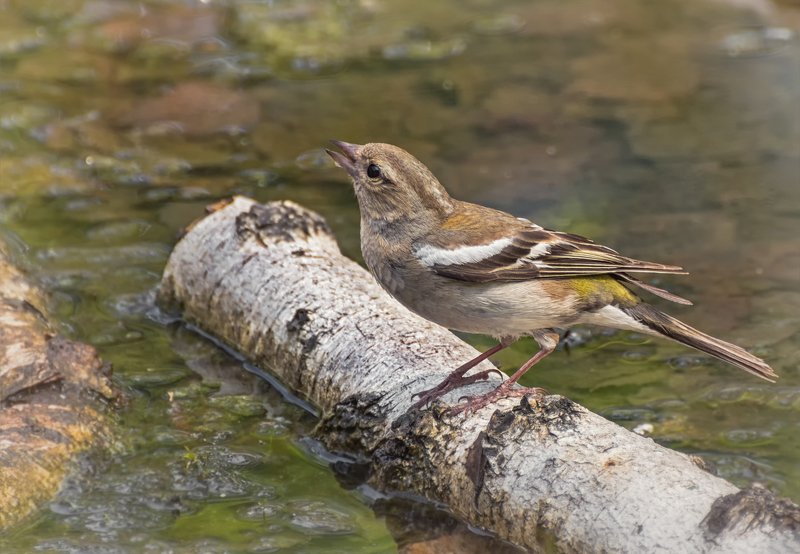 птица, зяблик, самка, водные процедуры, купание, вода, Зяблик (самка) .. водные процедуры.. фото превью