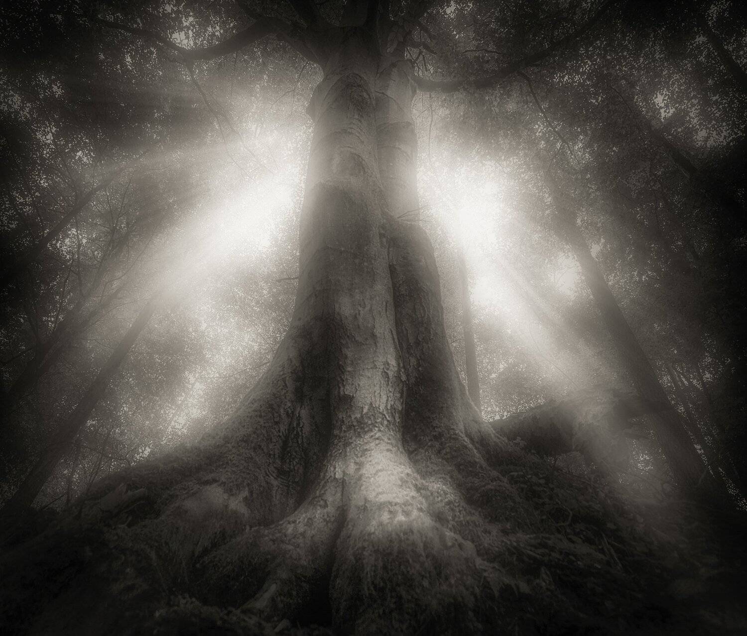 drzewo, natura, las, jesień, poranek, nikon, atmosfera, światło, promienie słońca, majestic, Krzysztof Tollas