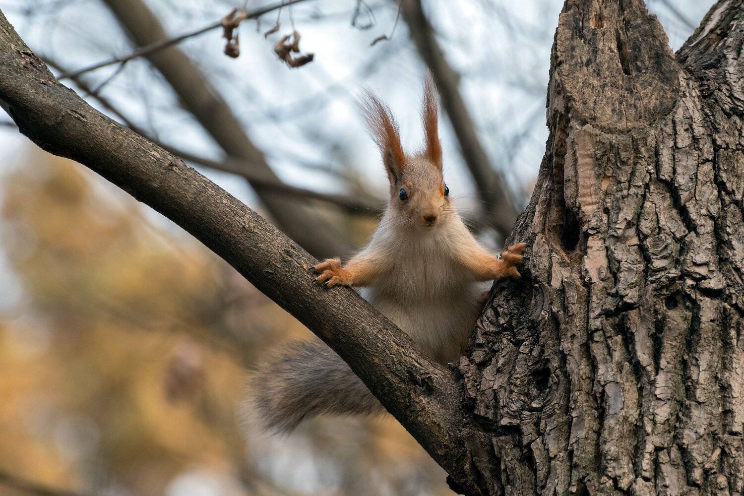 белка, начальник, Алексей Рыльский