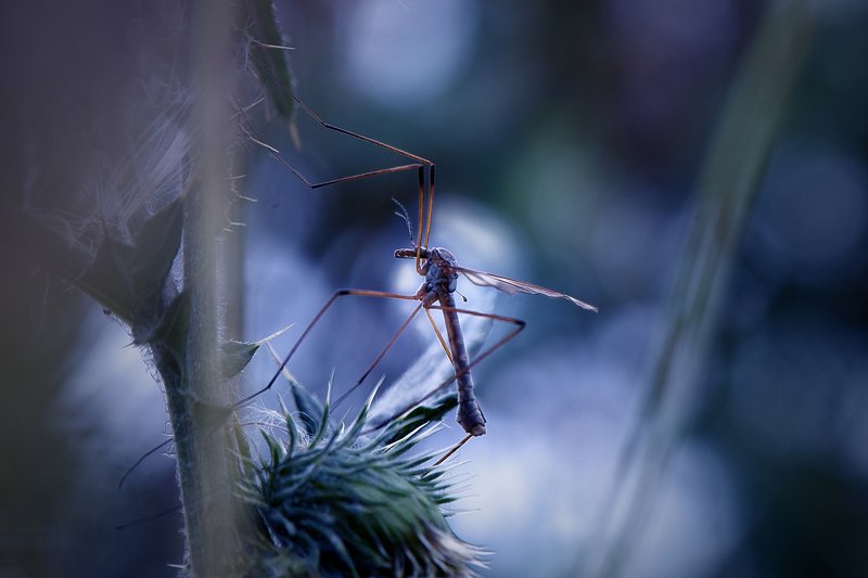 macro, nature, природа, nikon, жизнь, жить, macrophotography, жизнь насекомых, чувствовать, сопричастность \'В тишине ночного леса\' фото превью